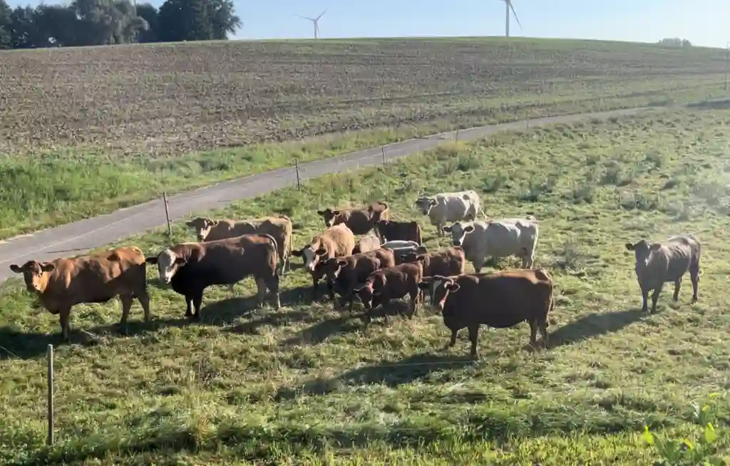 Mutterkühe Löffler