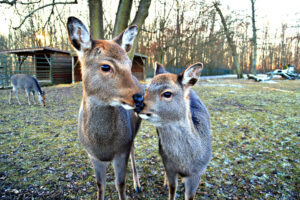 Landwirt Löffler 9 Wildgehege