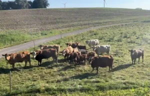 Landwirt Löffler 8 Milchviehbestand von Landwirt Löffler